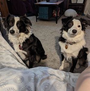 Meet your Posher, Robin